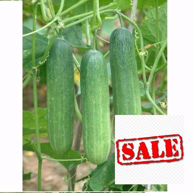 dưa chuột chịu nhiệt 30 hạt SALE