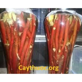 SÂM CAU BỔ THẬN TRÁNG DƯƠNG
