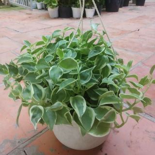 Cây trầu bà cẩm thạch (càng cua)