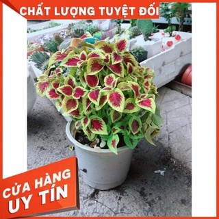Chậu Cây Lá Gấm vàng đỏ Nhiều Người Mua
