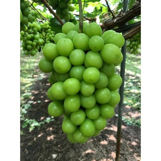 Cây Nho Mẫu Đơn Nhật ( giống đã thuần )