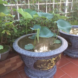 Hoa sen Thái Lan 2