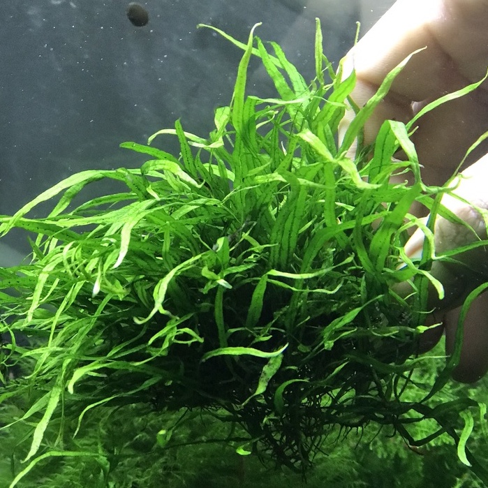 Cây thuỷ sinh - dương xỉ lá kim mini - full lá nước.