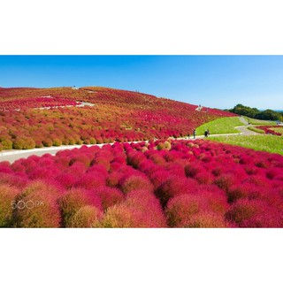 100H - HẠT GIỐNG CỎ ĐỔI MÀU/ KOCHIA