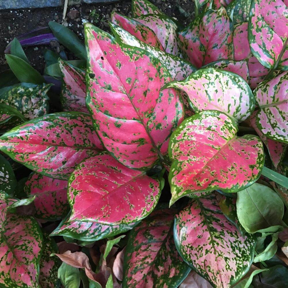 Cây Aglaonema Lady Valentine (Như Ý Hoàng Hậu Valentine) chậu nhựa