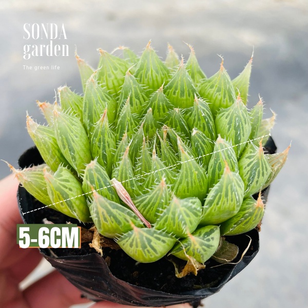 Sen đá dạ quang SONDA GARDEN size bé 5-8cm, xuất xứ Đà Lạt, khoẻ đẹp, lỗi 1 đổi 1