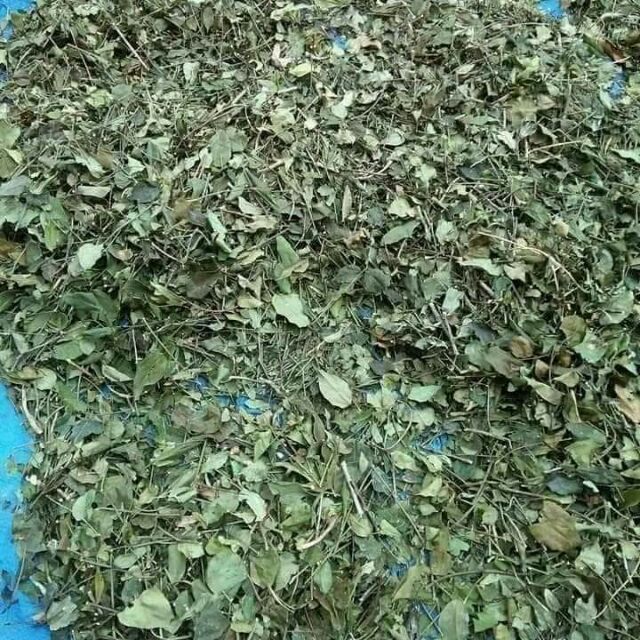 Chè vằng sẻ