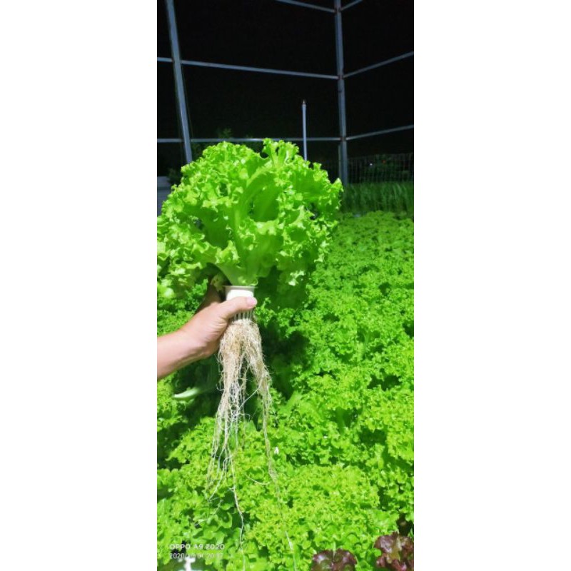 Hạt giống xalach xoăn xanh thái lan