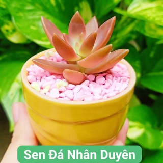 Sen đá đá đỏ