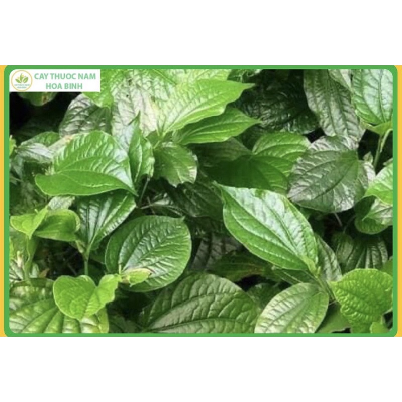 1Kg Lá lốt khô thơm mới, sạch