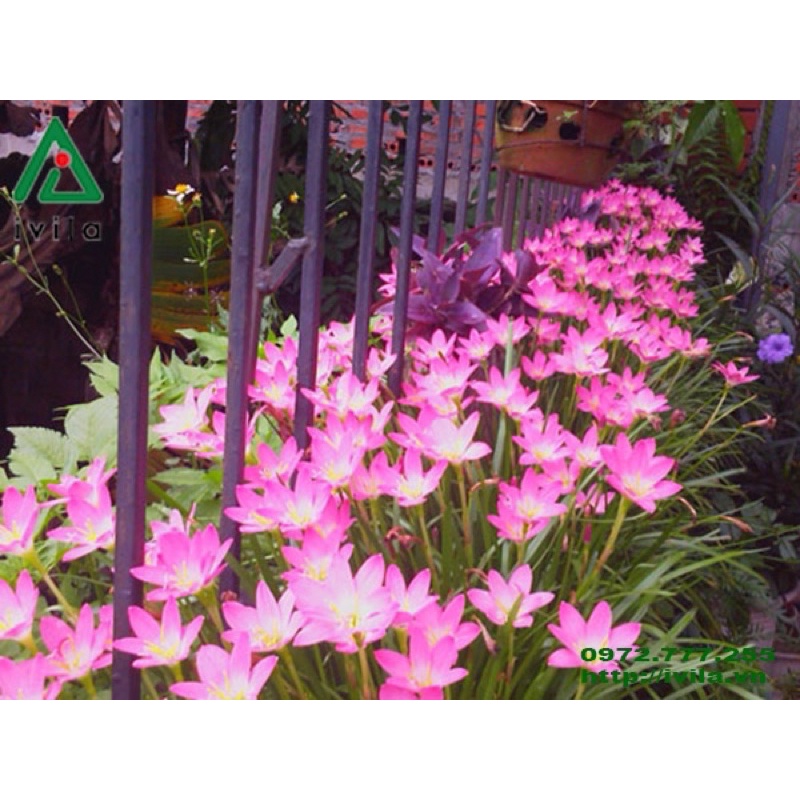 Củ hoa huệ mưa hồng tóc tiên