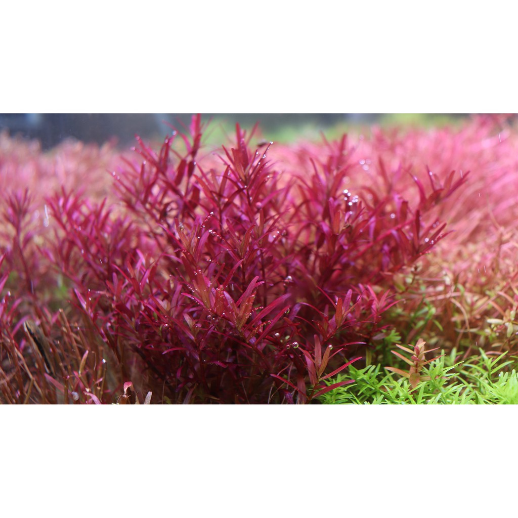 Cây Thủy Sinh Rotala Colorata - 30k/20ngọn