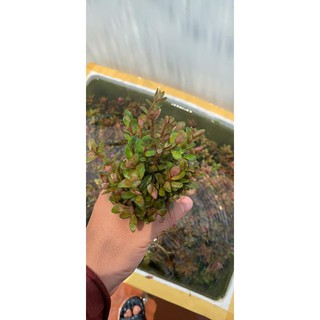 10 ngọn Vảy Ốc Ấn Độ - Rotala Indica