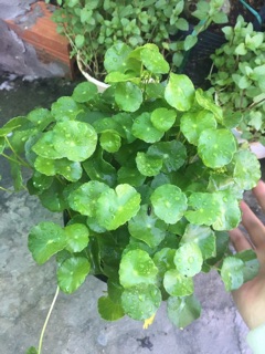 CỎ ĐỒNG TIỀN