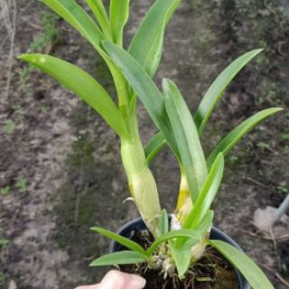 Lan Den.Banana hoa thơm