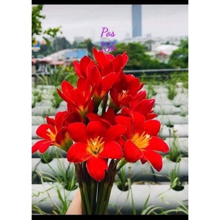 củ huệ mưa