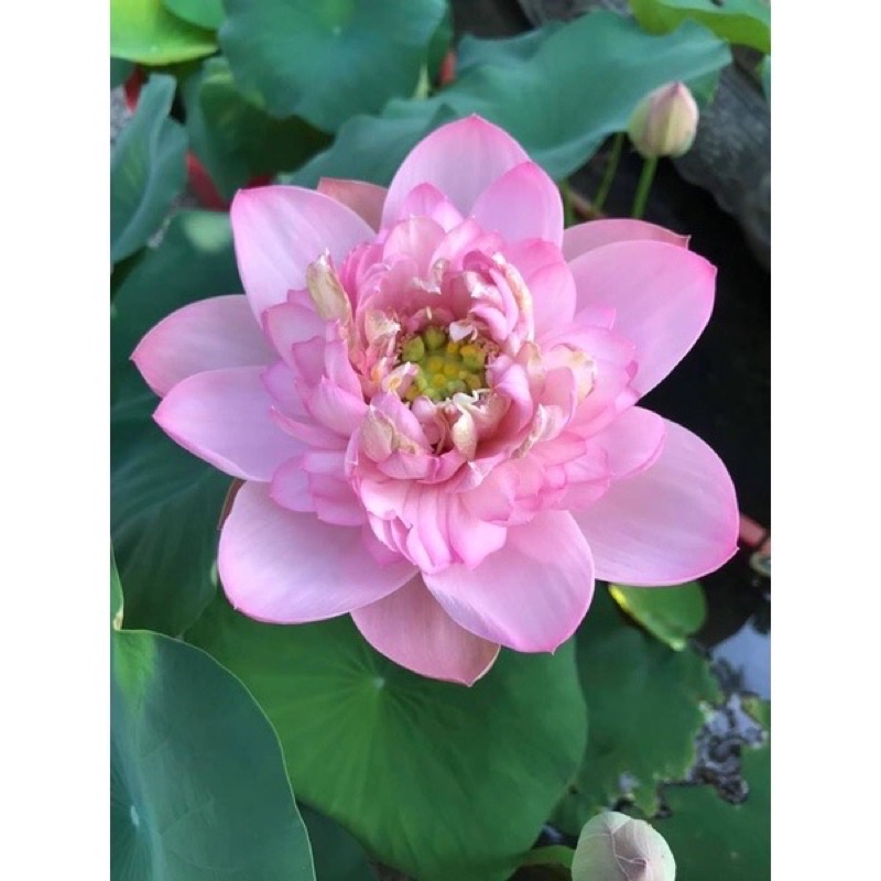 Hạt hoa sen tứ quý trồng bốn mùa