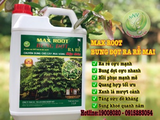 BUNG ĐỌT RA RỄ MAI VÀNG - CAN 5L