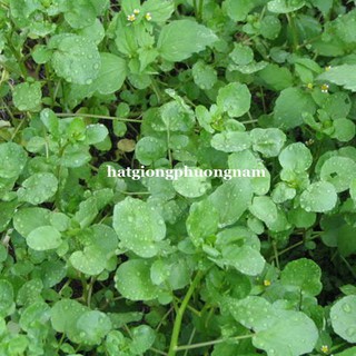 HẠT GIỐNG RAU XÀ LÁCH XOONG