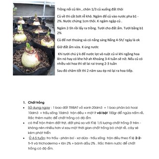 Lan huệ Double Circus 28-30