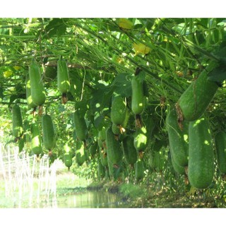 5 hạt giống bí đao f1 dễ trồng