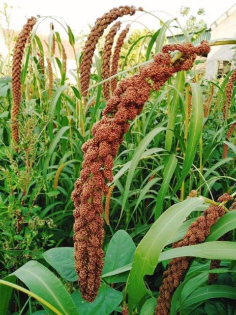 1kg hạt kê nếp thuần chủng hạt nhỏ liti