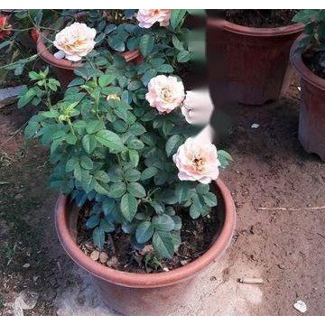 Hạt giống Hoa Hồng Lùn Mini Thân Gỗ 30 Hạt