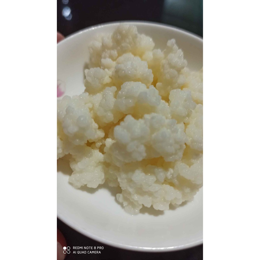 Nấm Kefir - BẢO HÀNH NẤM ĐẾN TAY KHÁCH HÀNG