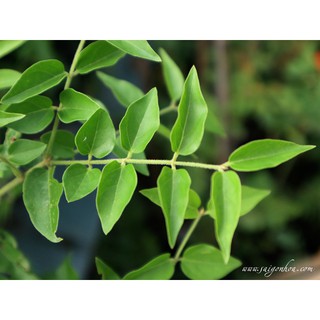 Cây Nguyệt Quế Leo