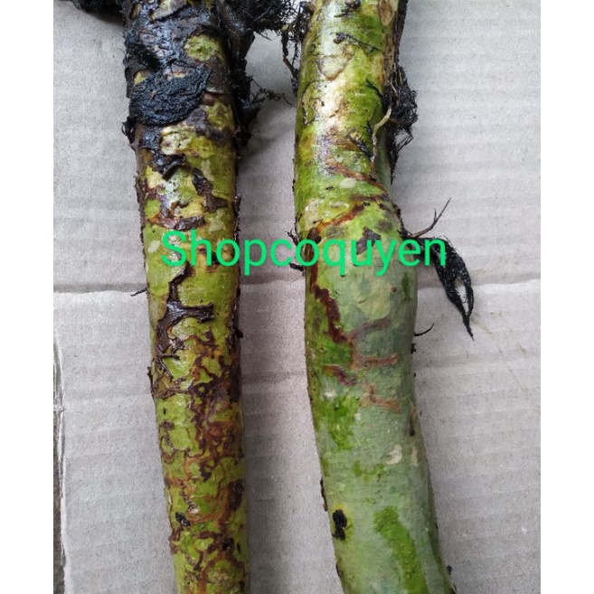 Cậc bần 1 ký tươi