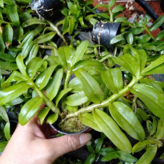 Hoa phong lan phi điệp 5ct gieo hạt