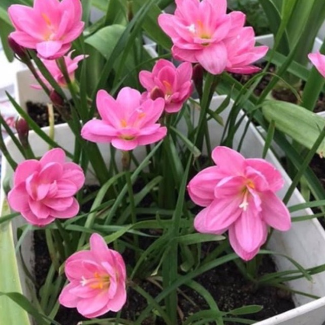 Huệ mưa kép ngoại Peony Pink