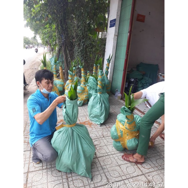 Dừa sáp 170k/1 cây