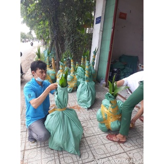 Dừa sáp 170k/1 cây