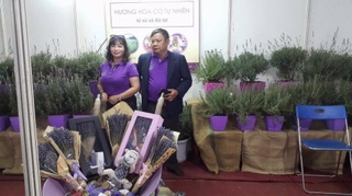 Hoa lavender