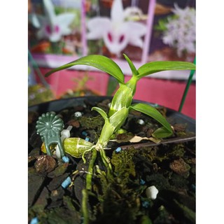 (shop uy tín) Lan phi điệp đột biến 5 CÁNH TRẮNG HIỂN OANH (HO)- Hoa siêu đẹp giá rẻ uy tín chất lượng