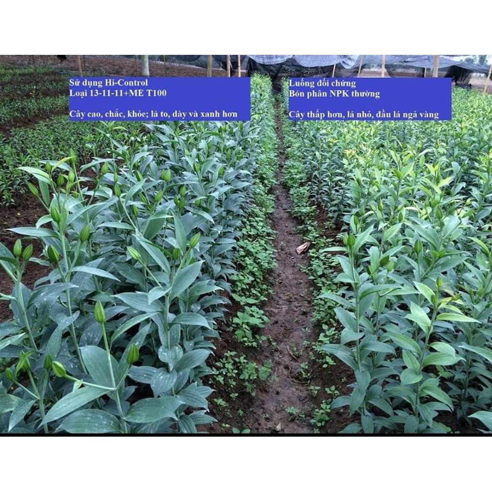 Phân tan chậm chì nhật bản 14-13-13  nhập khẩu giá sỉ 180 ngày  bón 1 lần