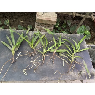 combo 5 ngọn quế hoà bình