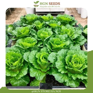 [Hạt Giống Hàn Quốc ] Cải Dong Dong Hàn Quốc (Gói lẻ 300 hạt)