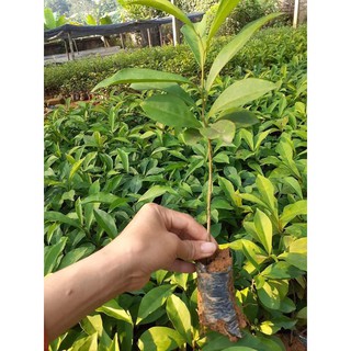 Hoa Nhài Nhật cây giống