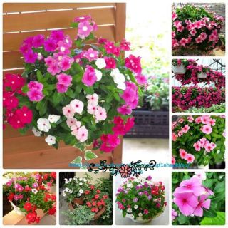 Hạt giống hoa dạ yến thảo