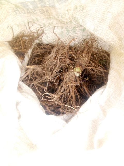 Sâm đương quy tươi 1kg