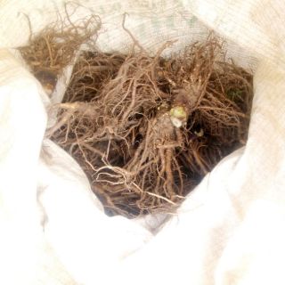 Sâm đương quy tươi 1kg