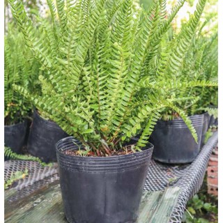 Cây dương xỉ trồng viền - giao cây cao 40-50cm