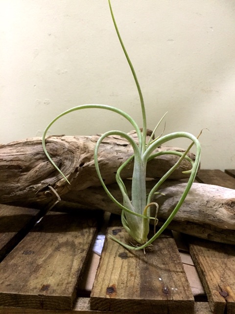 Cây không khí Tillandsia intermedia