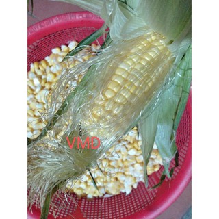 Hạt giống Bắp Ngọt ( Bắp Mỹ )