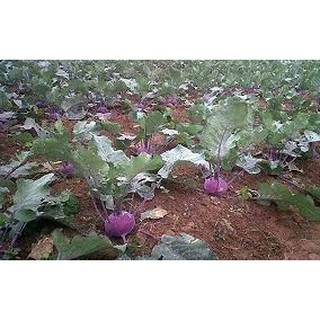 0.5GR - HẠT GIỐNG SU HÀO TÍM