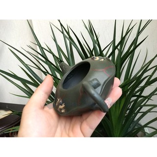 ẤM TỬ SA LIÊN PHÒNG ẾCH ẤM