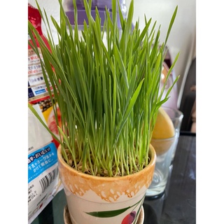 Hạt giống cỏ mèo, cỏ lúa mì, lúa mạch nhập khẩu Úc, Khaiminheco