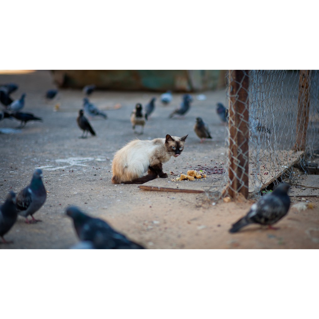 Ống kính máy ảnh Rokinon/Samyang 85mm f1.4 MF MFT  18765